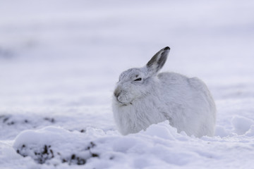  White mountain hare sitting on snow in the cairngorms of Scotland. These are wild mountain hares...