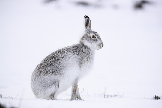  White mountain hare sitting on snow in the cairngorms of Scotland. These are wild mountain hares and are native to the British Isles.
