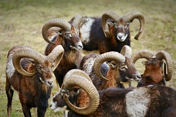 Image of herd of european moufflon males (Ovis aries musimon) standing on the dry spring grass with long curved horns, communication in a group, respect