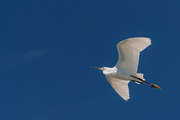 On the Wing