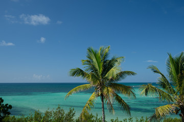 Fototapeta na wymiar Coconut trees and the beautiful Bahia Honda colorful bay