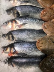 Row of silver coloured fish on ice in greengrocer