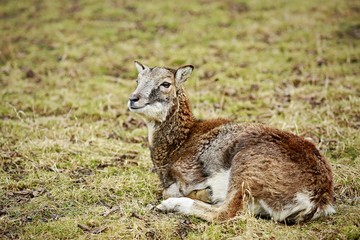 Image of lonely cute elegant smiling young moufflon (ovis aries musimon) laying on dry grass during springtime sniffing and observing, waiting for mum