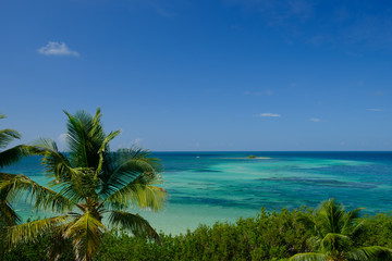Fototapeta na wymiar Coconut trees and the beautiful clear waters of the Florida Keys in Bahia Honda