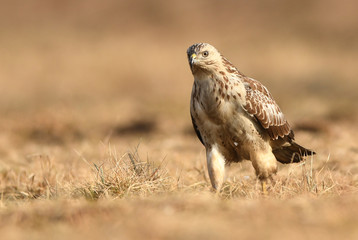 Common buzzard (Buteo buteo)