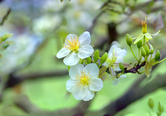 Obraz na płótnie Canvas Apricot flowers blooming in Vietnam Lunar New Year with white blooming fragrant petals signaling spring has come, this is the symbolic flower for good luck in New Year's Day