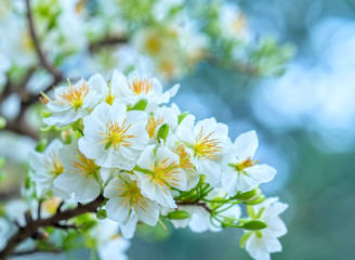 Apricot flowers blooming in Vietnam Lunar New Year with white blooming fragrant petals signaling spring has come, this is the symbolic flower for good luck in New Year's Day