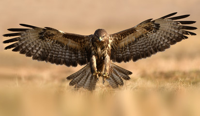 Common buzzard (Buteo buteo) - obrazy, fototapety, plakaty