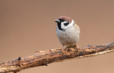 Tree sparrow (Passer montanus)