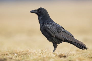 Raven (Corvus corax)
