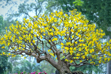 Apricot flowers blooming in Vietnam Lunar New Year with yellow blooming fragrant petals signaling spring has come, this is the symbolic flower for good luck in New Year's Day