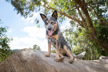 Senna dog playing on the farm