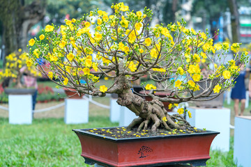 Apricot bonsai tree blooming with yellow flowering branches curving create unique beauty. This is a special wrong tree symbolizes luck, prosperity in spring Vietnam Lunar New Year