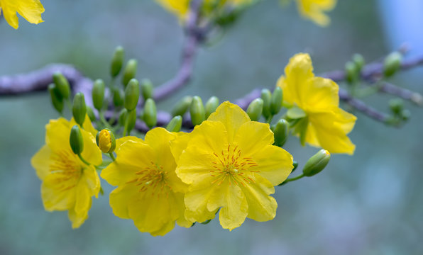 Apricot flowers blooming in Vietnam Lunar New Year with yellow blooming fragrant petals signaling spring has come, this is the symbolic flower for good luck in New Year's Day
