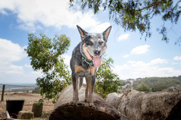 Senna dog playing on the farm