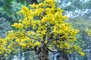 Apricot bonsai tree blooming with yellow flowering branches curving create unique beauty. This is a special wrong tree symbolizes luck, prosperity in spring Vietnam Lunar New Year