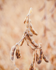 Soybeans ready for harvest