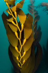 Giant Kelp © Jon Anderson