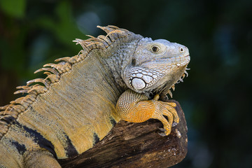 Head of iguana in nature