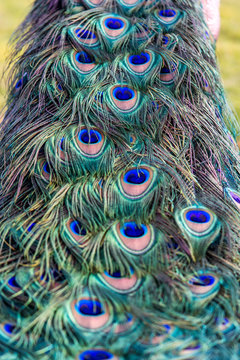 Close up of a Peafowl tail.