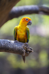 Sun Conure Parrot in nature