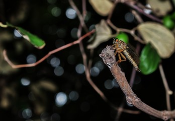 Brown insect perched on a branch.