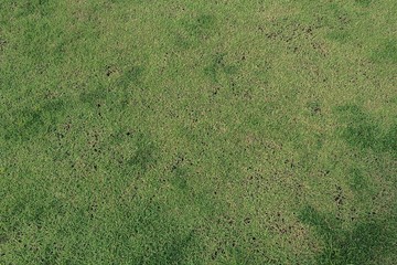 Beautiful green lawn floor.