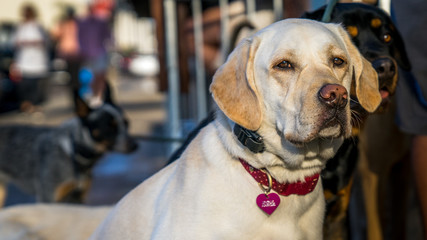Close up of a cute pair of dogs. Labrador and Rottweiler looking away fot their owner.