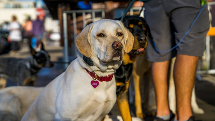 Cute Labrador an Rotweiler waiting peacefully next to their owner.