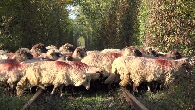 Herd of sheep passing on railway, autumn landscape