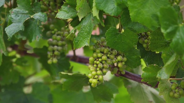 Pull focus green grapes on vine.