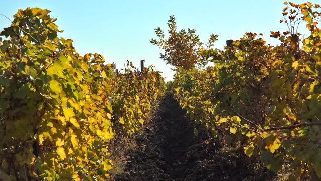 Autumn vineyard, yellow leaves, serene sky