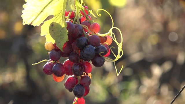 Tasty red grapes and red leaf, focus on, sun shinning in vinegard, rich autumn