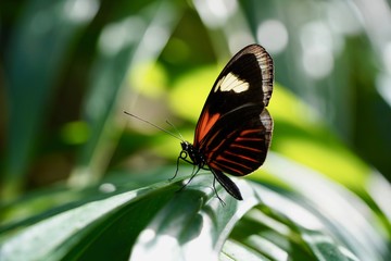 Obraz na płótnie Canvas Small postman butterfly