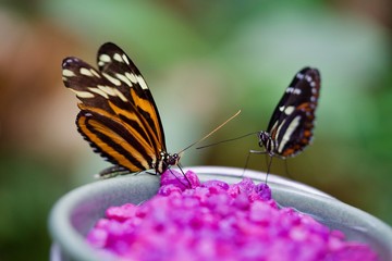 Tiger longwing