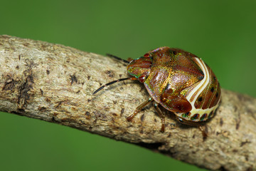 Image of beetle ladybird (Hippodamia variegata) on dry branches. Insect.  Animal.