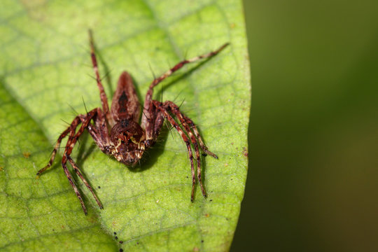 Image of brown spiders on green leaves. Insect. Animal.