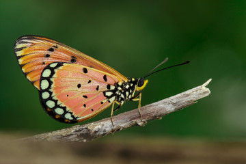Image of Tawny Coster Butterfly (Acraea violae) on dry branches on the natural background. Insect. Animal.
