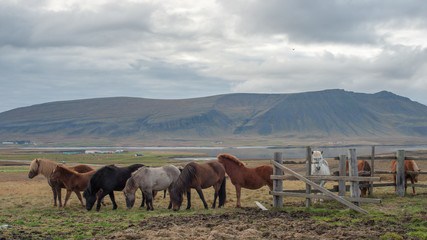Fototapeta na wymiar A herd of Icelandic horses eating grass with large mountain in background