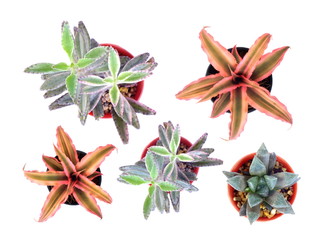 top view of variety of cactus in flower pot on white background