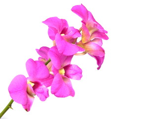 pink orchid flower bud isolated on white background