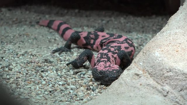 Gila monster (Heloderma) venomous lizard resting behind a stone