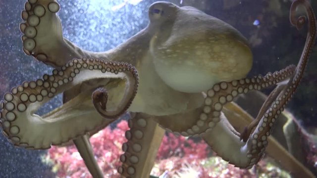 Big octopus moving tentacles under water, scary animal 