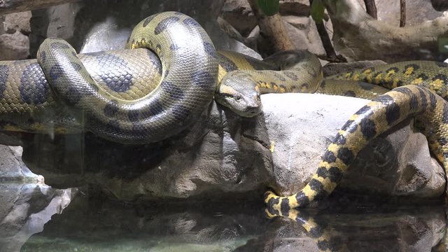 Anaconda snake waiting prey near the water