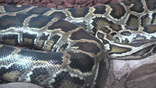 Reticulated python snake detail