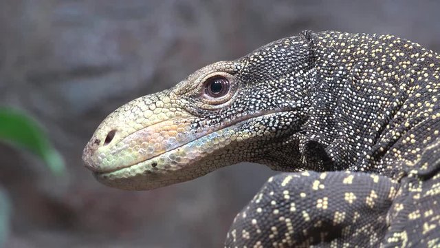 Close up portrait of monitor lizard still, just eye blinking