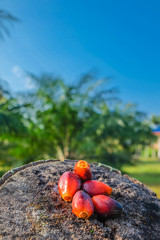 Oil palm fruit on old wood and oil palm tree as background