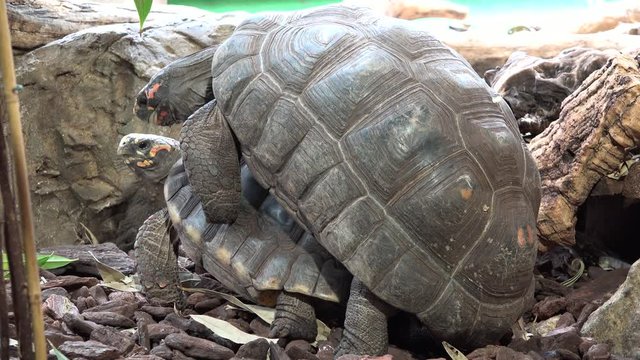 Couple of tortoises copulation