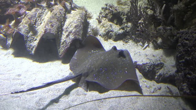 Stingray on water, diamond-shaped body and a long poisonous spine on tail