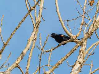 Red-Winged Blackbird Calling Out from Tree at Barr Lake SP, Colorado